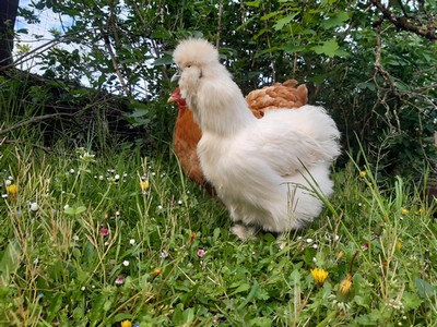 Toc et blanche poulette